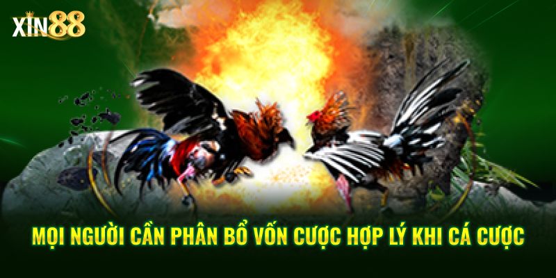 luật đặt cược đá gà 4