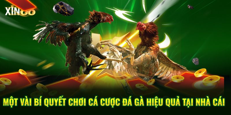 Vảy đá gà quý và kinh nghiệm chọn chiến kê chuẩn tại Xin88 4 các loại vảy đá quý 4